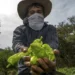 Agricultor muestra pimientos verdes en campo agrícola con árboles y cielo nublado de fondo.