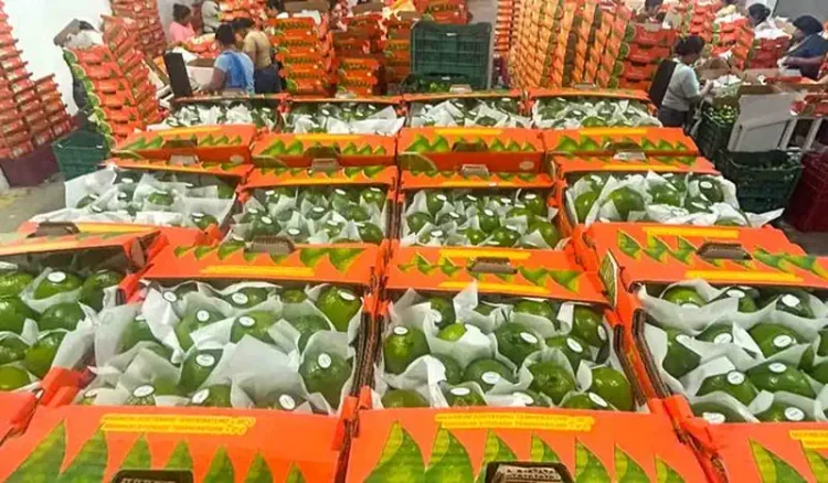 Cajas de limones veracruzanos en un mercado, listos para exportación internacional.