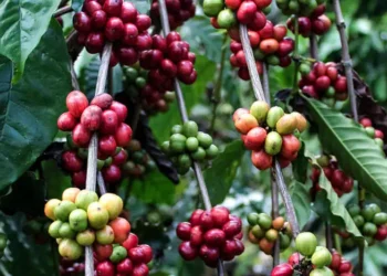 Granos de café en diferentes etapas de maduración en plantas de cafetales.