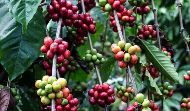 Granos de café en diferentes etapas de maduración en plantas de cafetales.