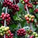 Granos de café en diferentes etapas de maduración en plantas de cafetales.