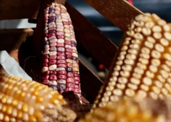 Mazorca de maíz multicolor en un puesto de mercado mexicano con fondo oscuro.