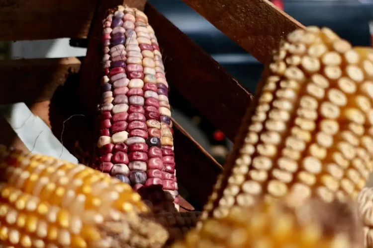 Mazorca de maíz multicolor en un puesto de mercado mexicano con fondo oscuro.