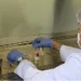 Técnico en laboratorio con bata, guantes y mascarilla manipulando muestras en un entorno controlado.