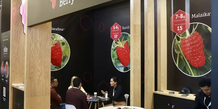 Expositores presentan variedades de berries en feria agrícola en Jalisco.