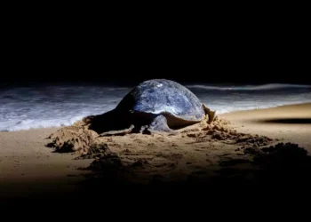 Tortuga laúd en playa, iluminada por luz artificial, en proceso de anidación en la arena.