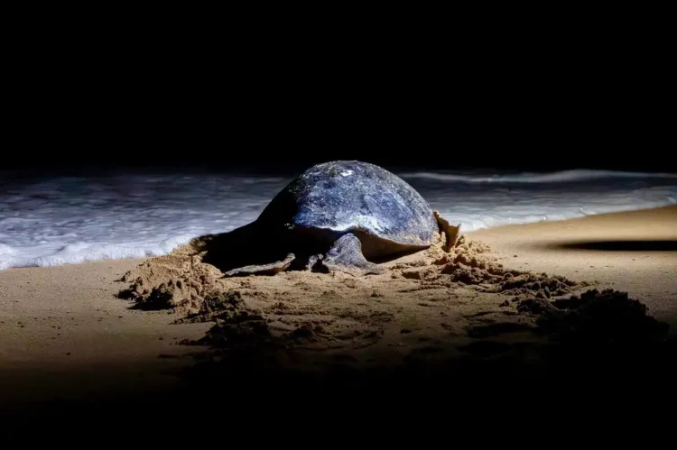 Tortuga laúd en playa, iluminada por luz artificial, en proceso de anidación en la arena.