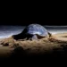 Tortuga laúd en playa, iluminada por luz artificial, en proceso de anidación en la arena.