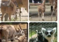 Crianza de animales en zoológico de Morelia, incluyendo jirafas, antílopes y lémures en exhibición.