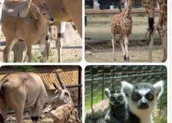 Crianza de animales en zoológico de Morelia, incluyendo jirafas, antílopes y lémures en exhibición.