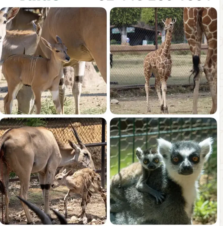 Crianza de animales en zoológico de Morelia, incluyendo jirafas, antílopes y lémures en exhibición.