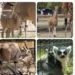 Crianza de animales en zoológico de Morelia, incluyendo jirafas, antílopes y lémures en exhibición.