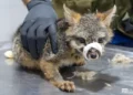 Zorro gris con vendaje en la nariz, atendido por un veterinario en un entorno clínico.