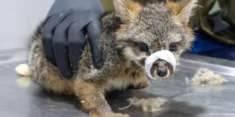 Zorro gris con vendaje en la nariz, atendido por un veterinario en un entorno clínico.