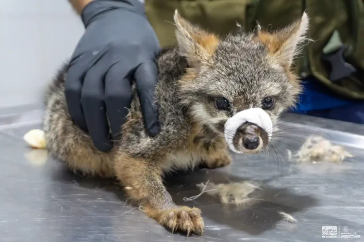 Zorro gris con vendaje en la nariz, atendido por un veterinario en un entorno clínico.