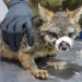 Zorro gris con vendaje en la nariz, atendido por un veterinario en un entorno clínico.