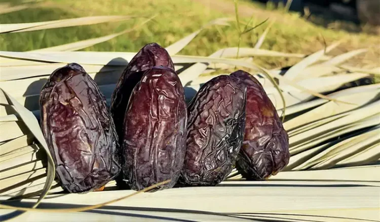 Cuatro dátiles maduros y oscuros sobre hojas secas en un entorno natural.