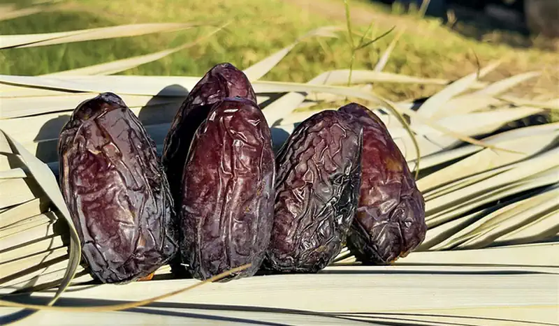 Cuatro dátiles maduros y oscuros sobre hojas secas en un entorno natural.