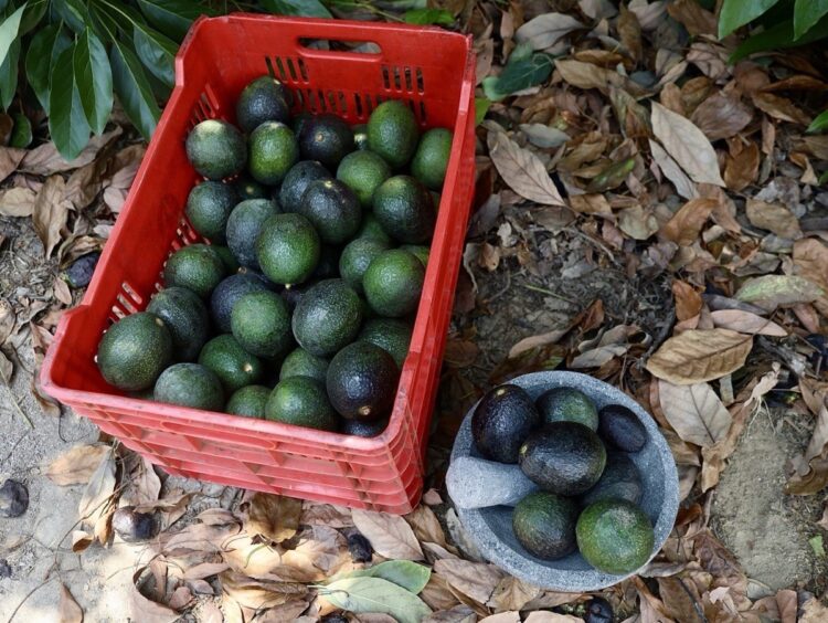 Aguacates verdes y negras en cesta y plato sobre hojas secas en campo agrícola de Michoacán.