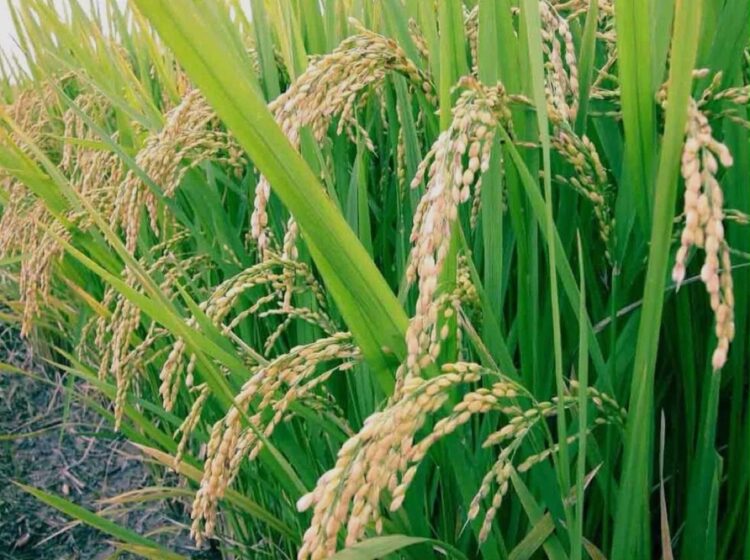 Cosecha de arroz en campo verde con espigas maduras y hojas largas y verdes.