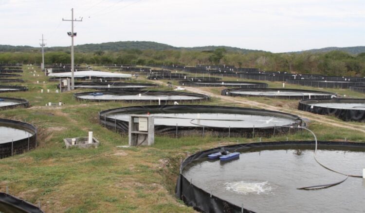 Varios estanques circulares de agua al aire libre están dispuestos en un campo con colinas y árboles al fondo.