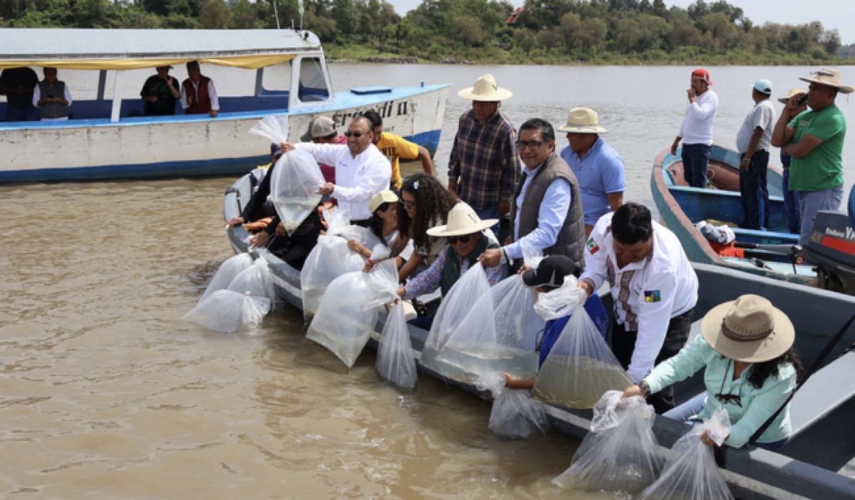 Un grupo de personas en lanchas suelta bolsas con peces en un río.