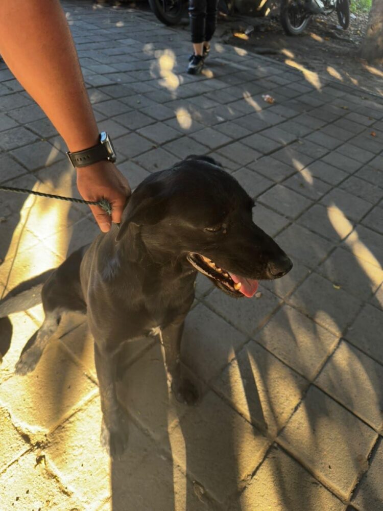 Un perro negro está sentado en el suelo de baldosas mientras una persona lo sostiene con una correa.
