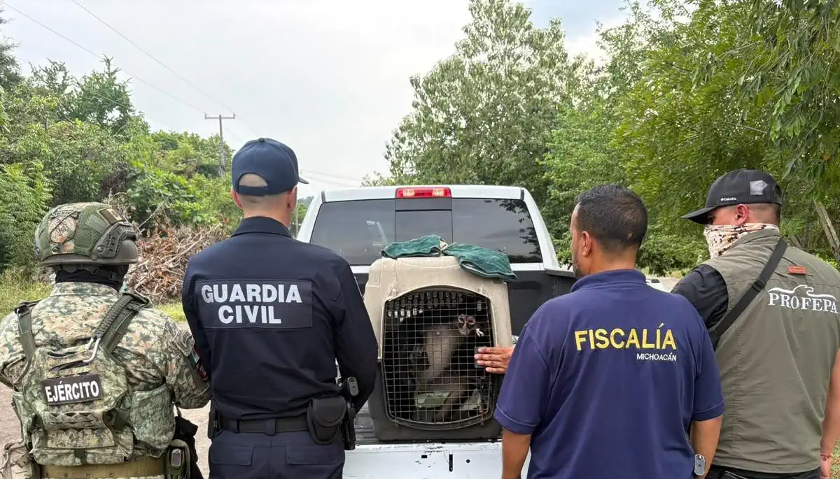 Agentes de la Guardia Civil, Fiscalía y Ejército en operativo en Apatzingán, asegurando un mono araña en una jaula.