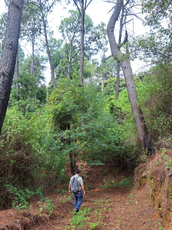 Una persona con mochila camina por un sendero rodeado de árboles y vegetación densa en un bosque.