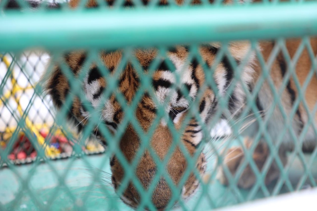Tigre joven en cautiverio, visible a través de una reja de metal en un zoológico de Jalisco.
