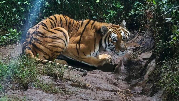 Tigre de Bengala en cautiverio