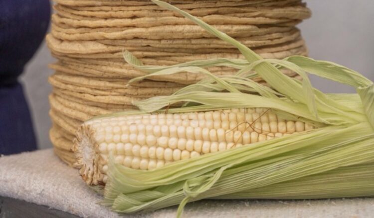 Una mazorca de maíz blanco con hojas verdes está frente a una pila de tortillas de maíz.