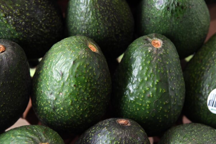 Aguacates frescos listos para exportación en Michoacán