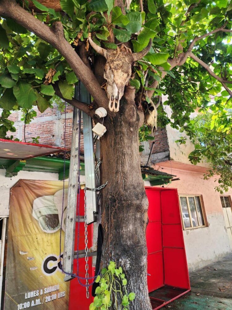 Cráneo de res colgado en árbol junto a cámaras y estructuras urbanas en Apatzingán