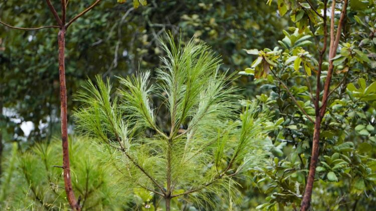 Un joven pino de agujas verdes rodeado de árboles frondosos en un bosque.