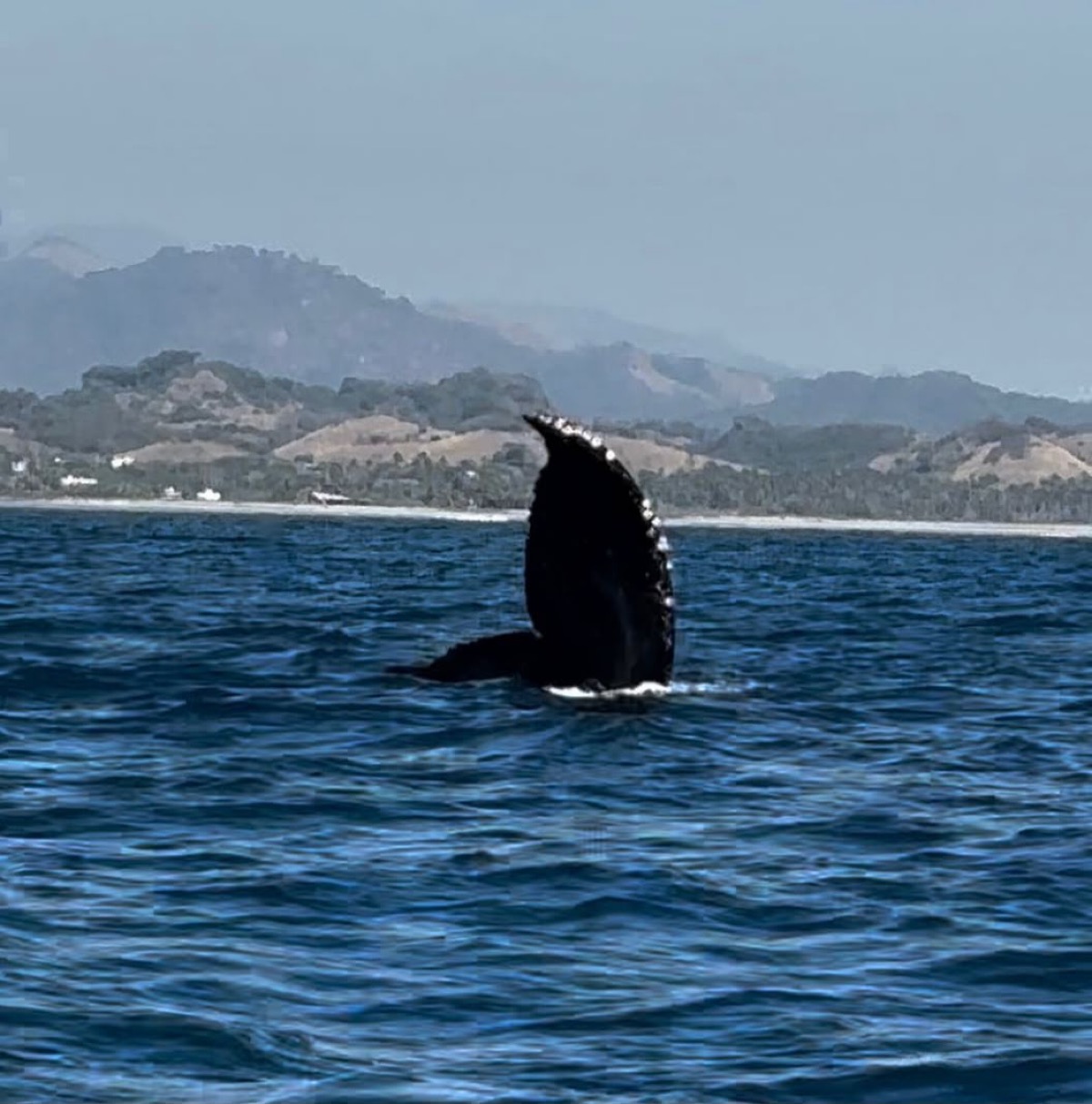 Aleta de ballena asomando en la costa de Lázaro Cárdenas durante la temporada de avistamiento 2026-2027