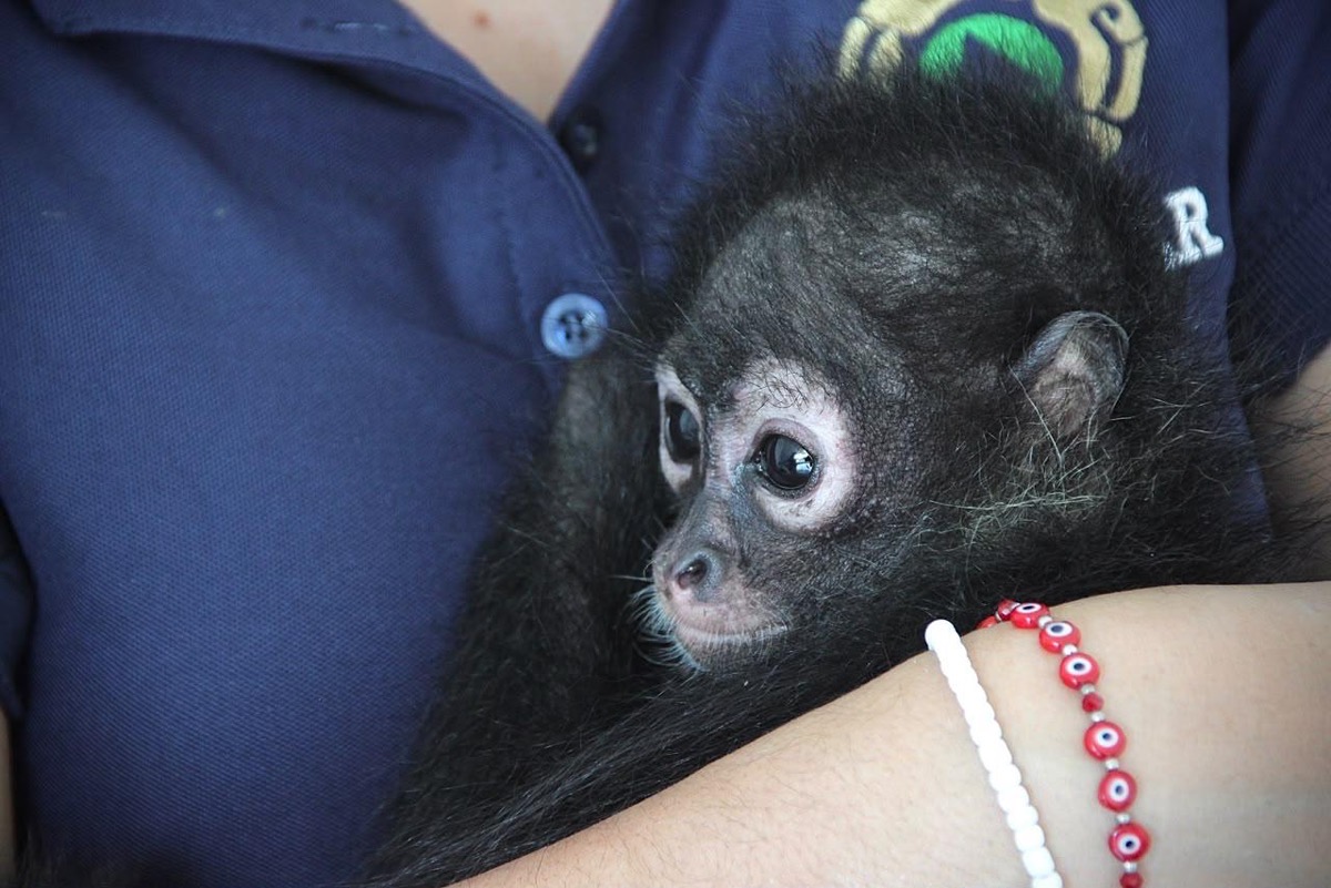 Un pequeño mono de pelaje oscuro está siendo sostenido en los brazos de una persona con camisa azul.