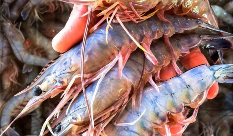 Una mano sostiene varios camarones frescos sobre un montón de más camarones.