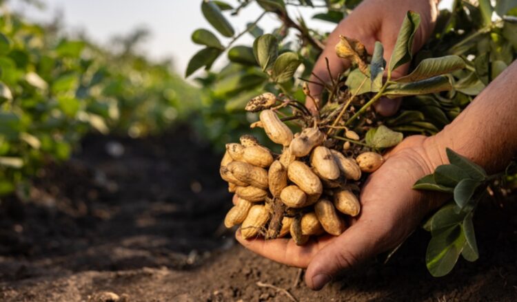 Unas manos sostienen una planta de maní recién extraída del suelo en un campo.