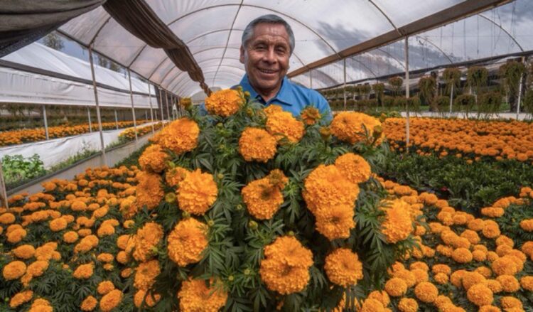 Un hombre sonriente sostiene un gran ramo de flores de cempasúchil en un invernadero lleno de flores naranjas.