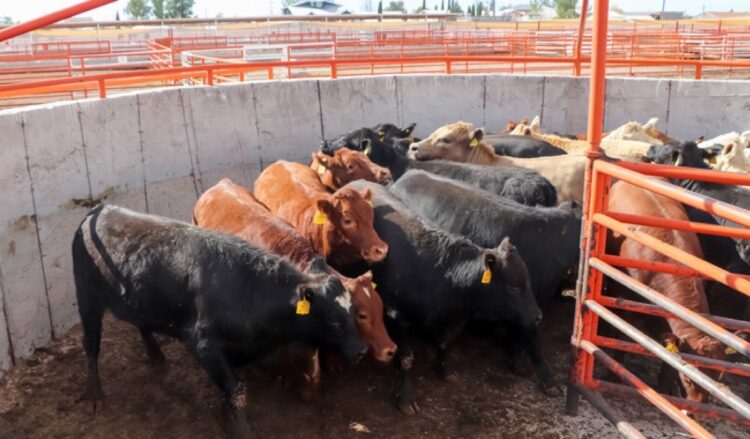 Restan ganado bovino de distintas razas en corral circular de metal naranja, rodeado de muros de concreto y barandas. Luminos.