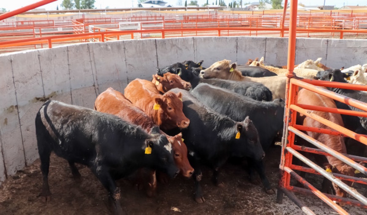 Restan ganado bovino de distintas razas en corral circular de metal naranja, rodeado de muros de concreto y barandas. Luminos.