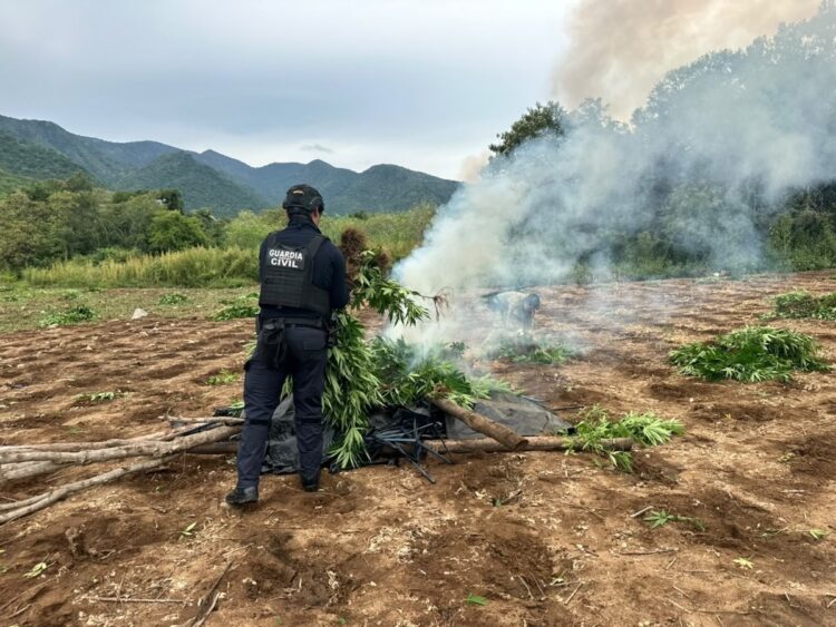 Un agente de la Guardia Civil quema plantas en un campo al aire libre con humo alrededor.