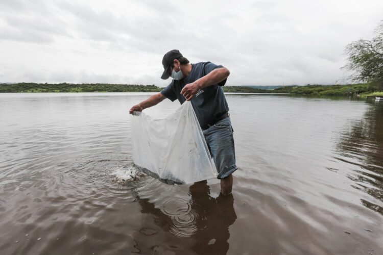 Un hombre con mascarilla y gorra suelta peces en un lago mientras sostiene una bolsa plástica en el agua.