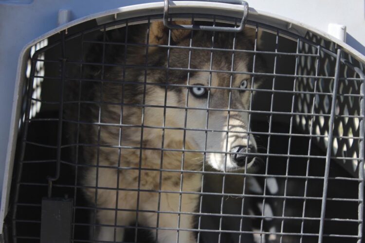 Un perro de ojos claros está dentro de una jaula de transporte vista desde el frente.
