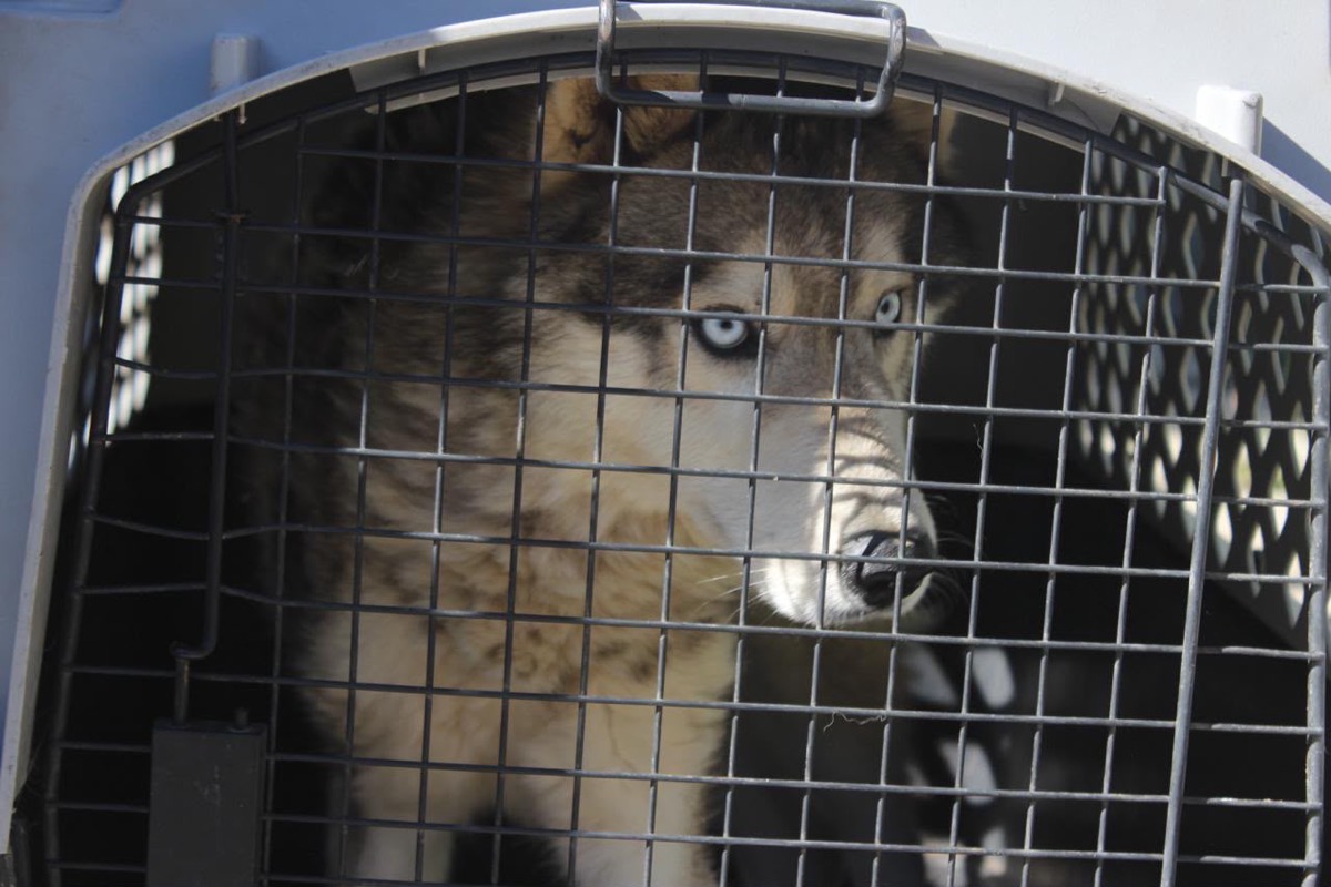 Husky rescatada en Morelia dentro de jaula de transporte tras operativo de la FGE
