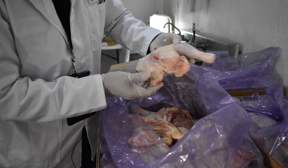Una persona con bata y guantes sostiene un trozo de pollo crudo sobre una caja forrada con plástico morado.