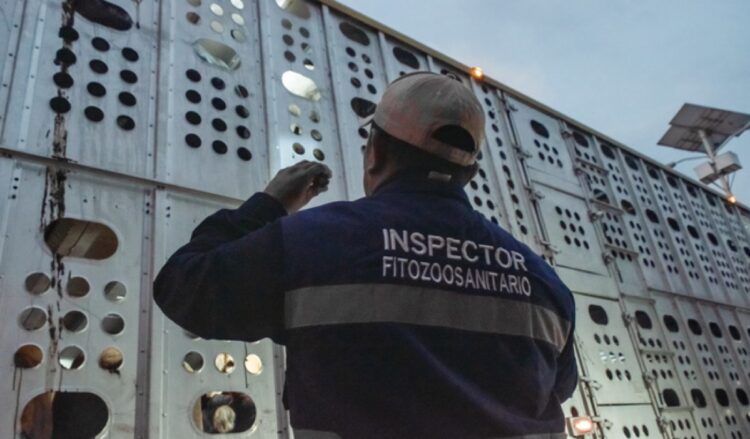 Un inspector fitozoosanitario revisa un camión de transporte de animales a través de las rendijas.