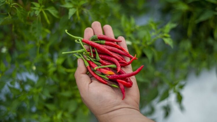 Mano sosteniendo chiles rojos de Yahualica frescos sobre fondo verde