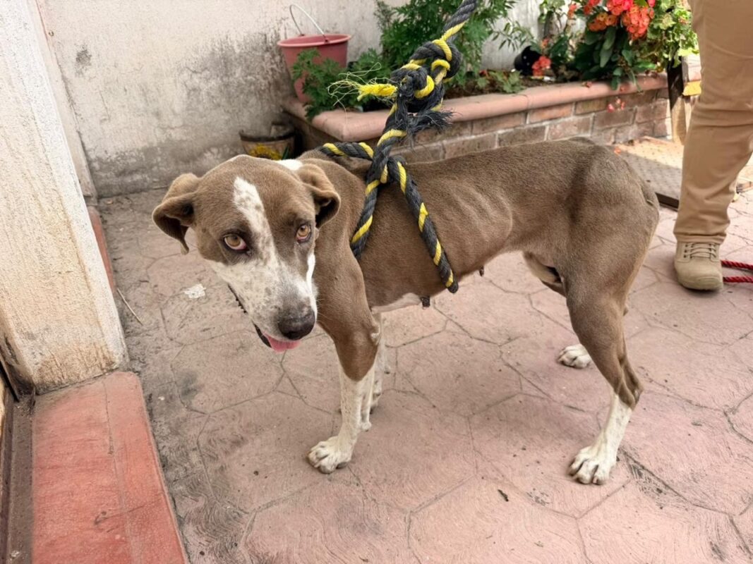 Un perro marrón y blanco, delgado, con una cuerda amarilla y negra alrededor del cuerpo, está de pie en un patio de cemento junto a una persona.